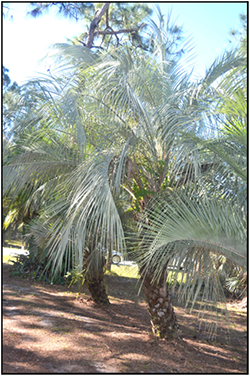 Butia odorata