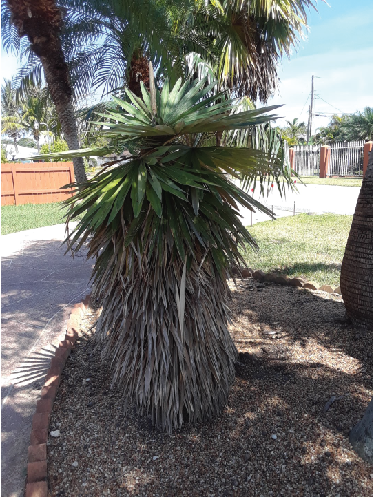 Coccothrinax borhidiana