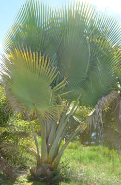 Copernicia fallaensis 