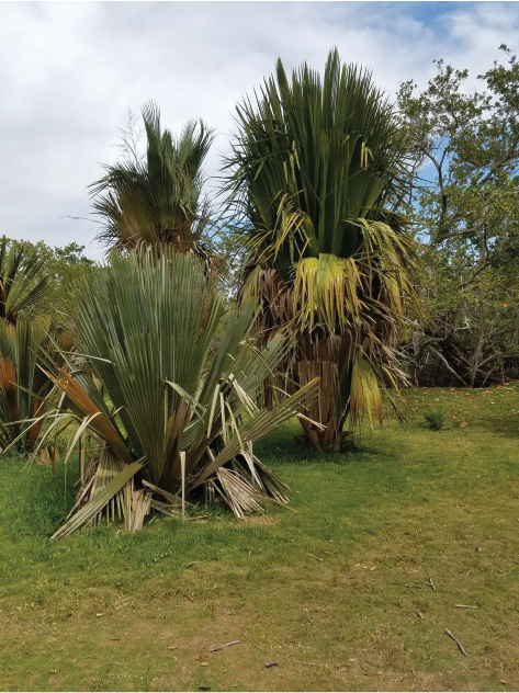 Copernicia rigida