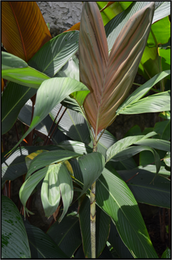 Dypsis boiviniana